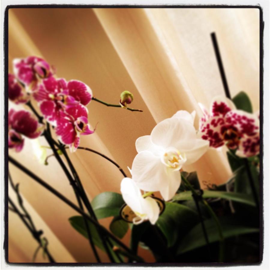 Bed and Breakfast Al Cavour 34 Trient Exterior foto